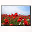 « red pops under blue blue sky », reproduction de photo sur toile tendue encadrée-26691413
