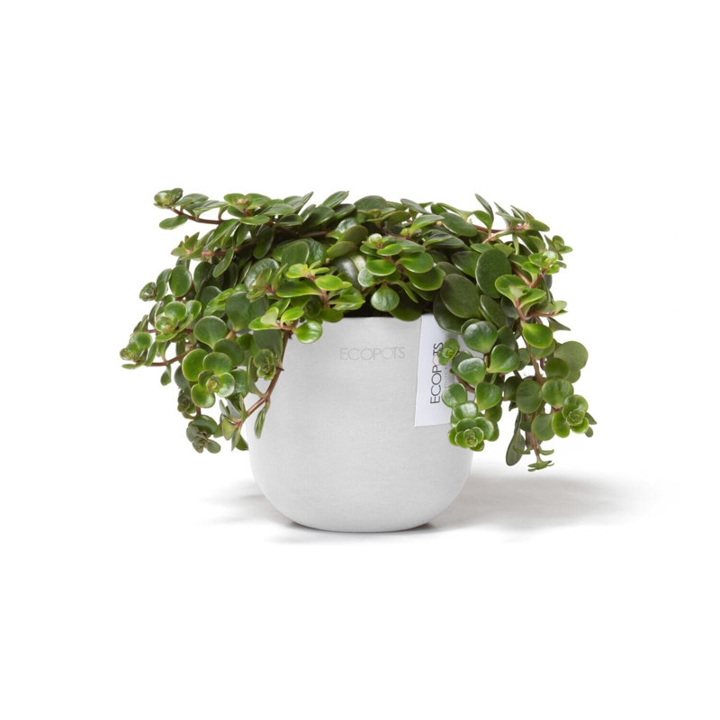Ecopots Oslo Indoor/Outdoor Modern Recycled Plastic Flower Pot Planter, Pure White, 4" H x 4.5" W x 4.5 " D
