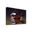 «Ruddy Duck» de Berrien, impression sur toile tendue-27649217