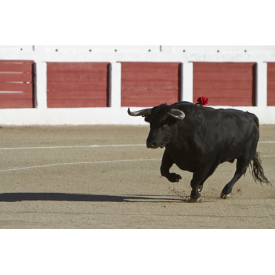 Brave Bull - photographie sur toile tendue