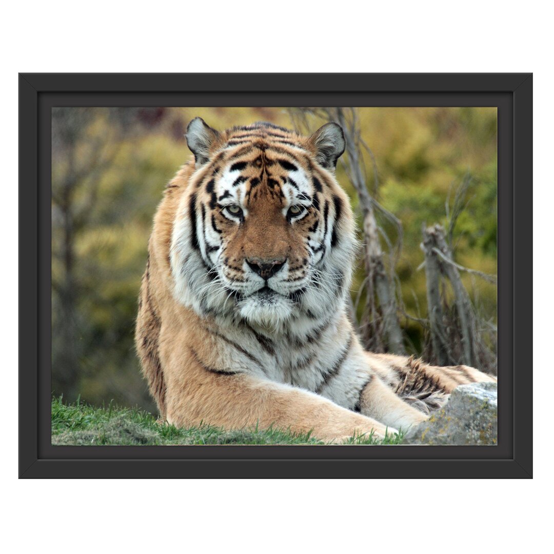 Gerahmter Fotodruck Beautiful Tiger in a Meadow