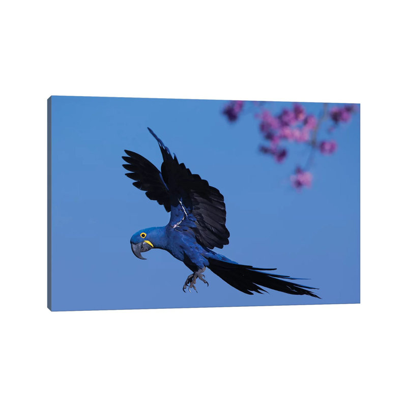 Hyacinth Macaw Flying Pink Flowers by Mogens Trolle - Wrapped Canvas Print, 66.04 cm H x 45.72 cm W x 3.175 cm D