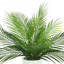 Outdoor UV Rated Palm in Fiberstone Pot