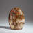 Polished Petrified Wood Freeform from Madagascar (1.75 Lbs)