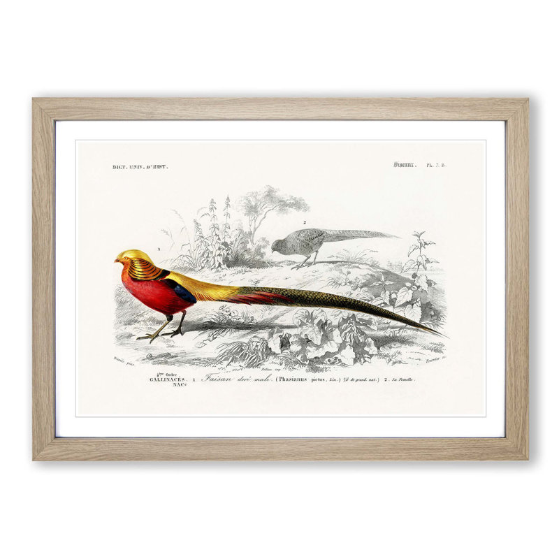 Male Golden Pheasant by Charles d Orbigny - Framed Print, Oak Framed, 48cm H x 65cm W x 2cm D