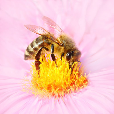 European Honey Bee - Wrapped Canvas Print