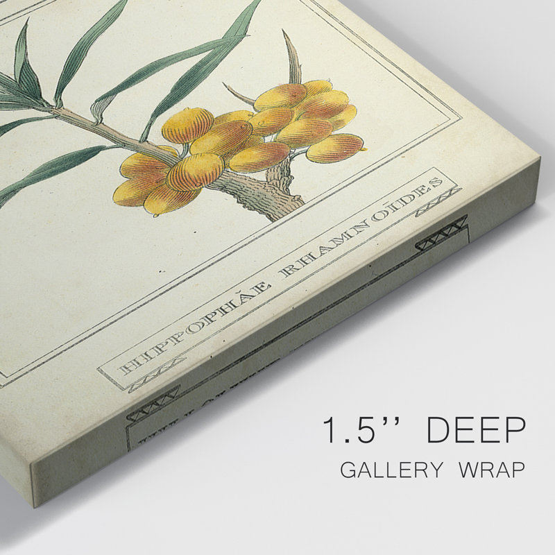 Linnaean Botany III - ensemble de 3 impressions sur toile tendue, H 12 po x l 24 po x P 1 po