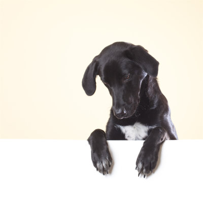 Dog looking down 186851438