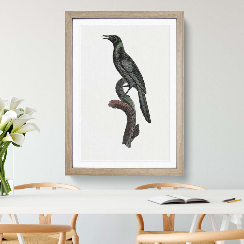 Manucode Bird of Paradise by Jacques Barraband - Picture Frame Painting Print, 36cm H x 27cm W x 2cm D, Oak Framed