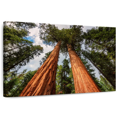 Harnek Amazing Giant Sequoias