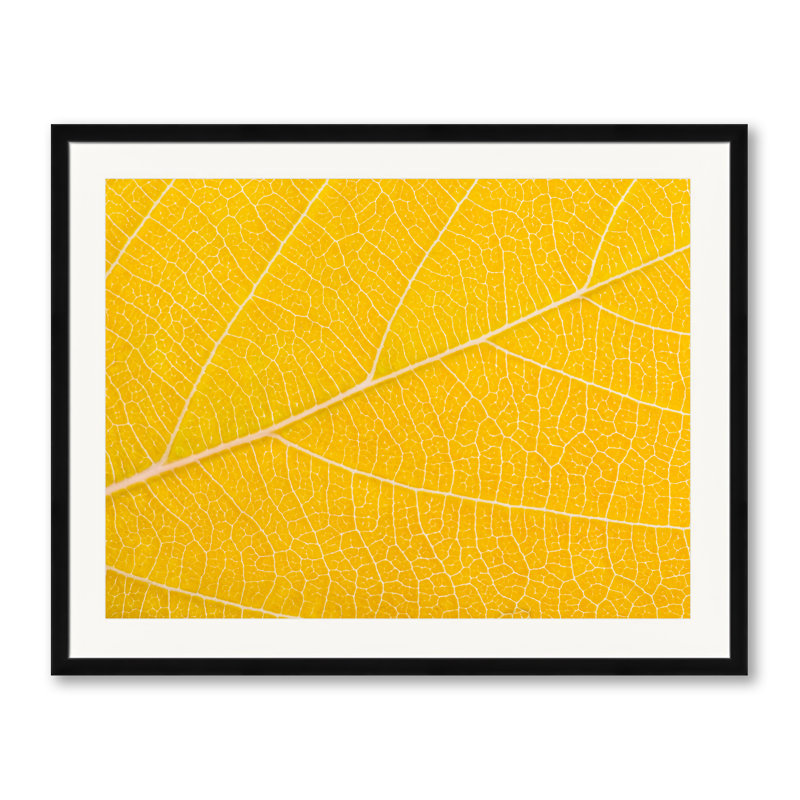 Autumn Leaf Print by Philippe Monthoux, Black Framed Paper, 24" H x 30" W