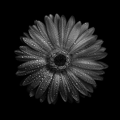 Marguerite noire et blanche I - peinture sur toile tendue