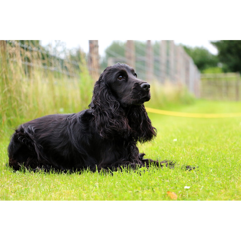Cocker Spaniel Portrait - Wrapped Canvas Print, 51cm H x 76cm W x 3.8cm D