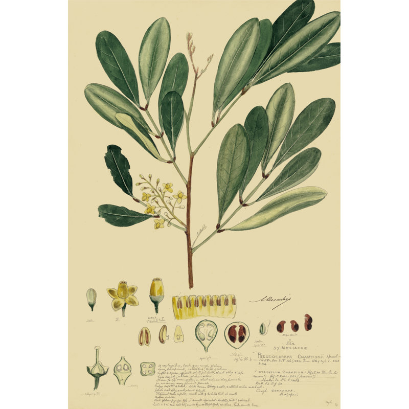 Descubes Foliage & Fruit IV 1 Piece Wrapped Canvas Painting, 122cm H x 81cm W x 3.8cm D