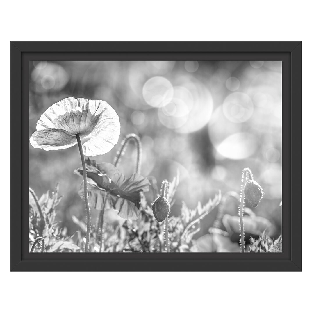 Kalifornischer Mohn im Frühling Gerahmter Fotodruck