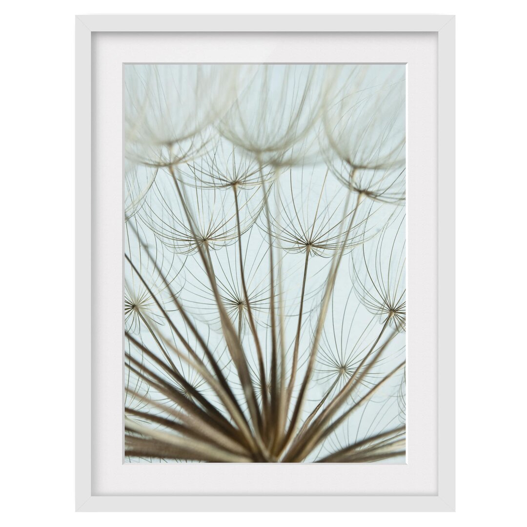 Gerahmtes Poster Beautiful Dandelion Macro Shot