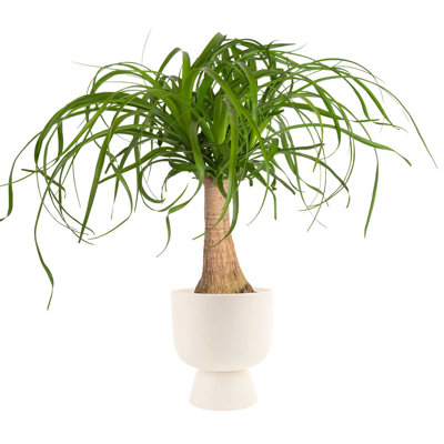 Costa Farms Indoor Ponytail Palm House Plant in 6-inch Décor Pot with Stand