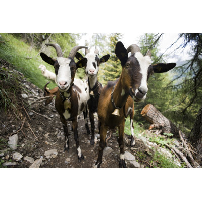 Goats by Bastar - Wrapped Canvas Print