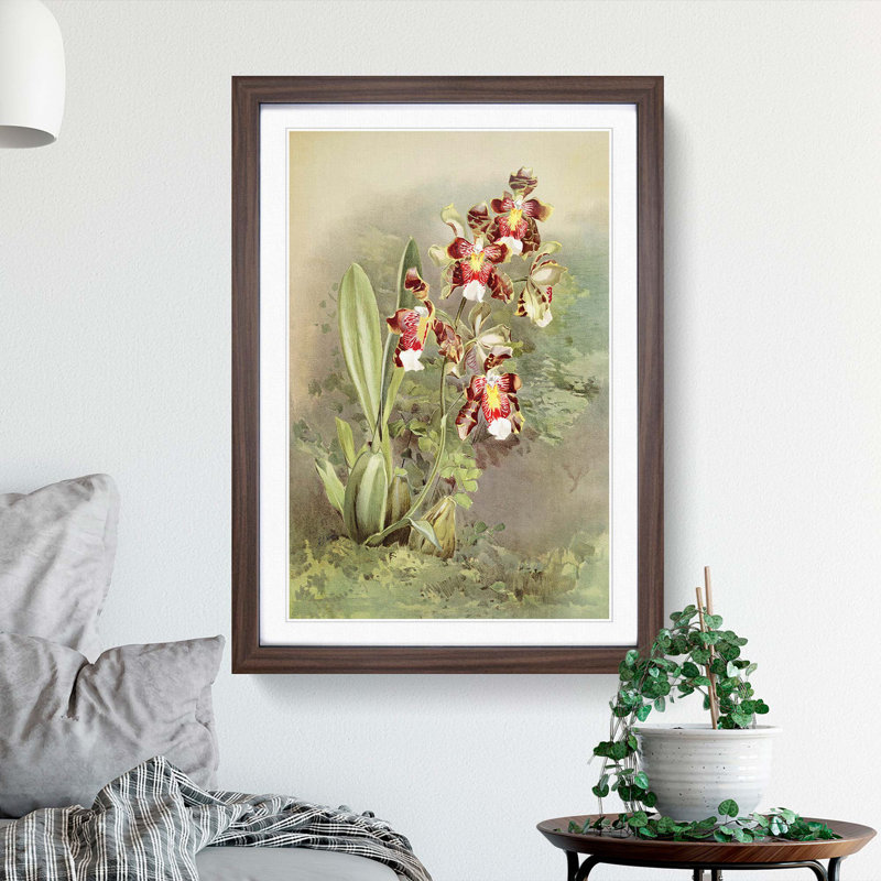 Magnolia Flowers Illustration Tab. 49 by Frederick Sander - Picture Frame Painting Print, 50cm H x 35cm W x 2cm D, Walnut