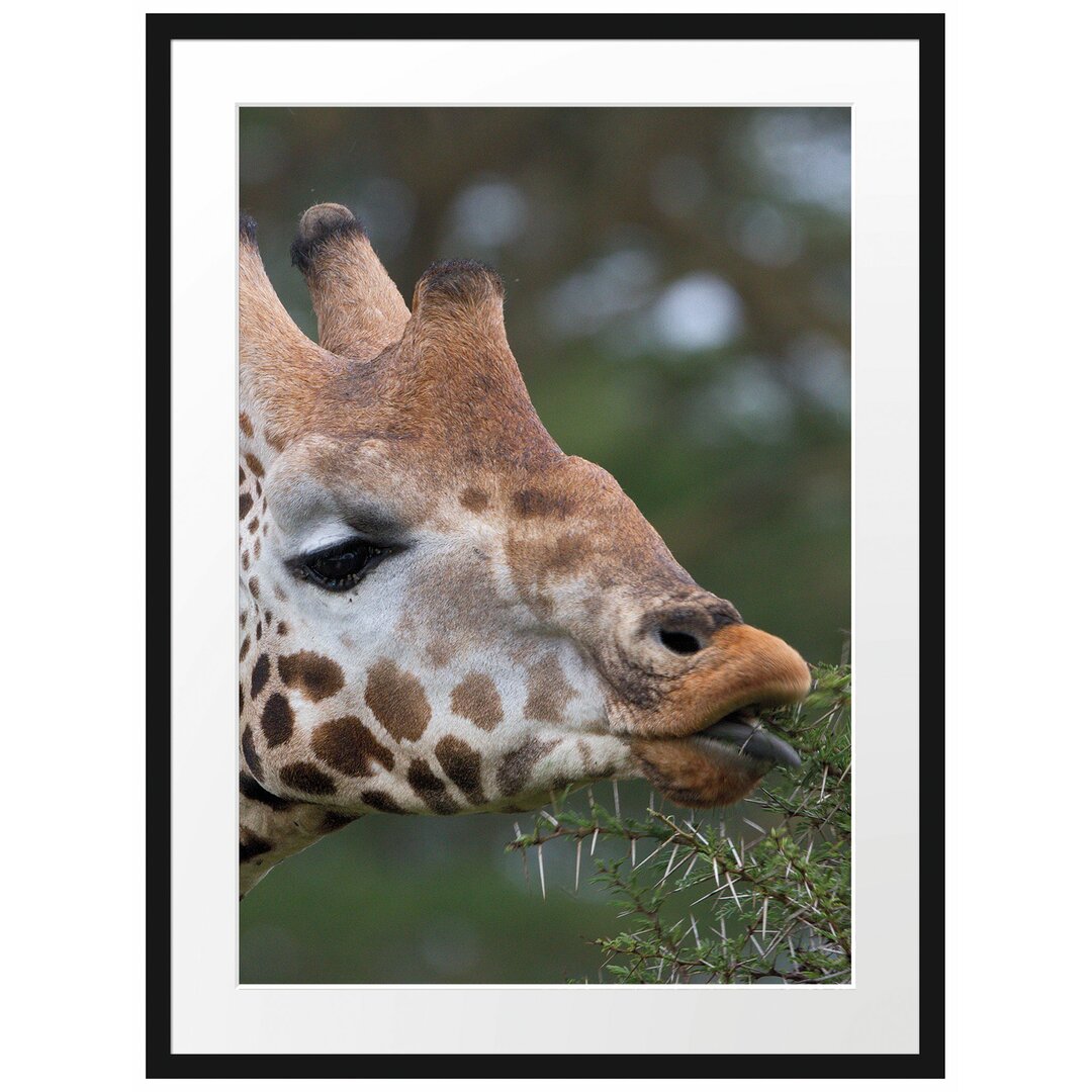 Gerahmtes Poster Schöne Giraffe beim Fressen