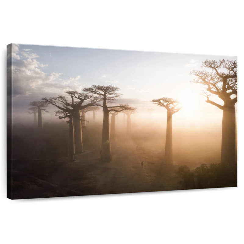 Harnek Baobab Avenue Madagascar
