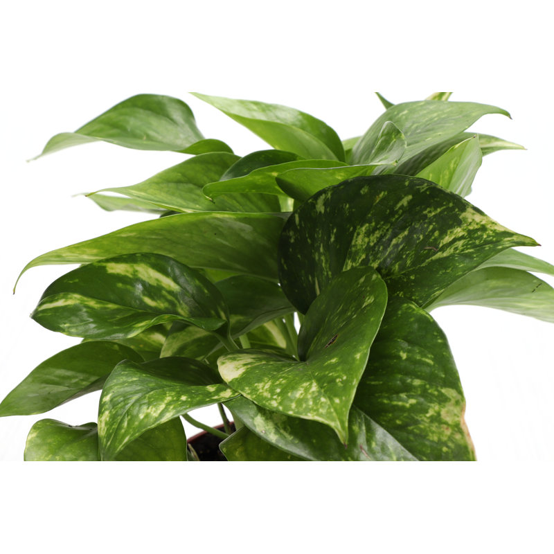 Live Golden Pothos Plant in Classic Pot, Brushed Silver
