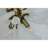 Emmy Murano Round Chandelier-91854578-131066383-91854581