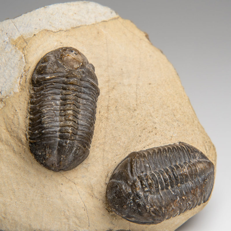 Deux Asphus Lepidurus Trilobites dans une matrice du Maroc (389 grammes)