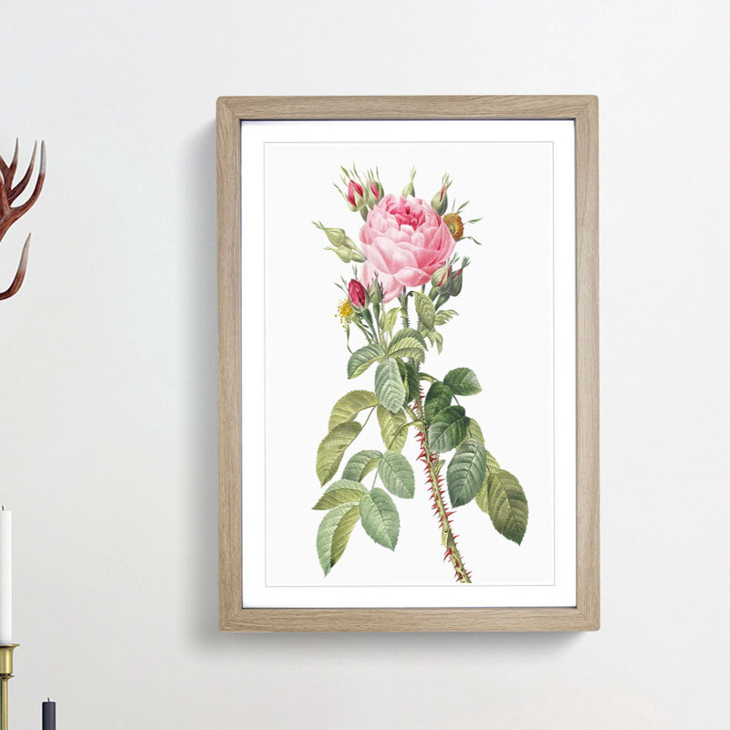 Pink Roses in Bloom by Pierre-Joseph Redoute - Picture Frame Graphic Art Print, Oak Framed, 65cm H x 48cm W x 2cm D