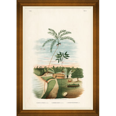 African Palms Giclee Print by João Barbosa Rodrigues