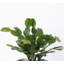 Live Holiday Cactus Plant in Gold Pot