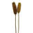 Dried Dipsacus Sativus, Teasel-1899860159