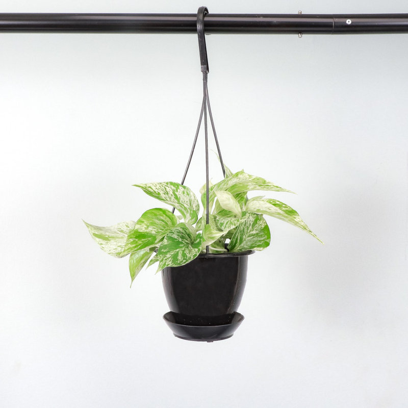 Live Marble Queen Pothos Plant in Hanging Pot