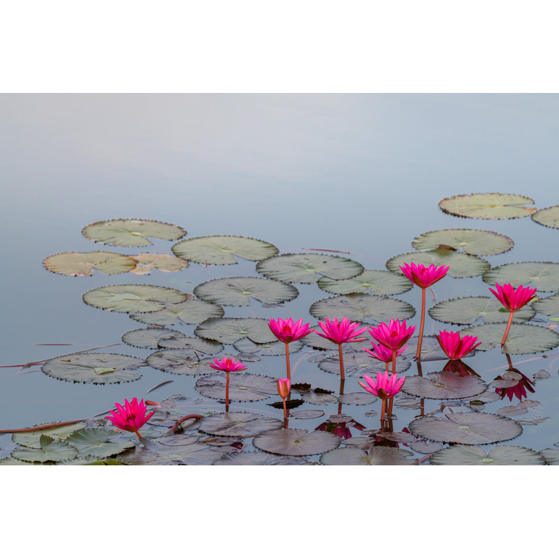 Bright Pink Lotus Blooming In A Pond - Wrapped Canvas Print, 51cm H x 76cm W x 3.8cm D