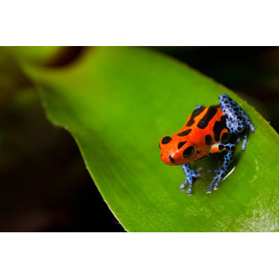 " Red Poison Frog " by Kikkerdirk