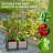 Tahmel Raised Garden Bed Planter Box With Trellis,For Climbing Vegetables,W/Self-Watering & Wheels