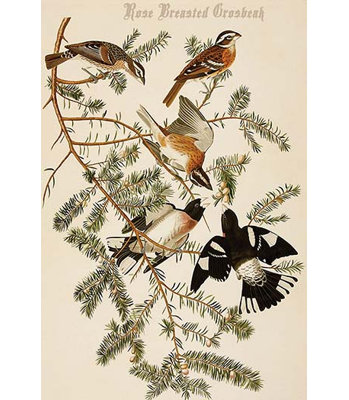 " Rose Breasted Grosbeak " by John Audubon Graphic Art Print