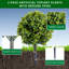 Plant-422154834