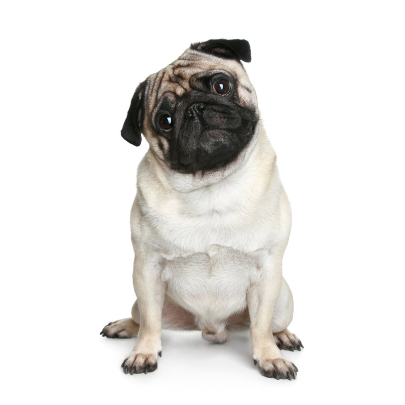 Funny Pug Puppy - Wrapped Canvas Print, 46cm H x 30cm W x 3.8cm D