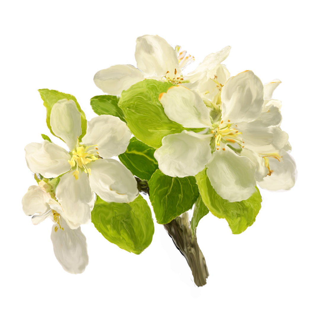 Blewitt White Blossoming Apple Flowers by Elen11 - Drucken