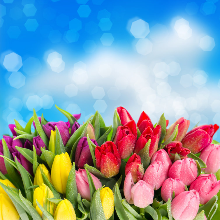 Fresh Spring Tulip Flowers by LiliGraphie - Wrapped Canvas Print