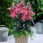 Lilies Oriental Stargazer Bulb