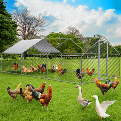 Chicken Run Coop