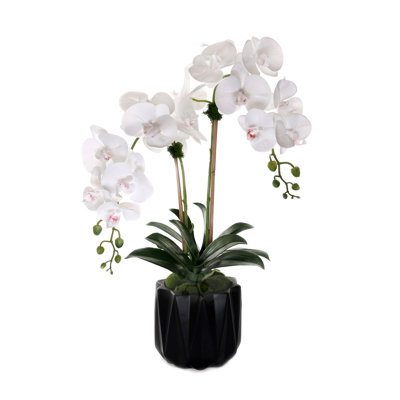 Orchidées phalaenopsis en pot Real Dimension