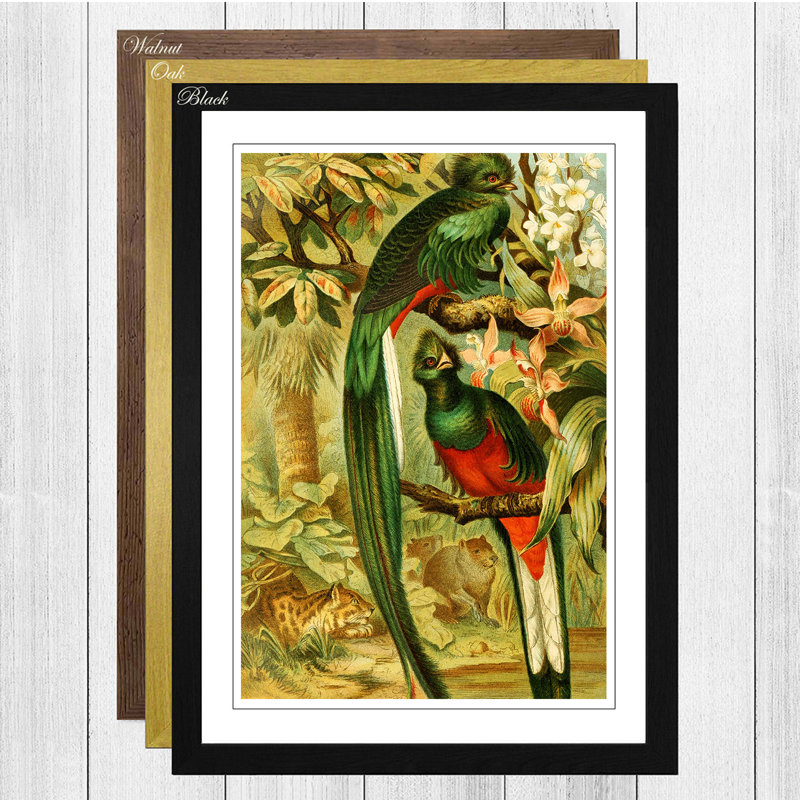 Brehms Tierleben - Single Picture Frame Painting, Oak