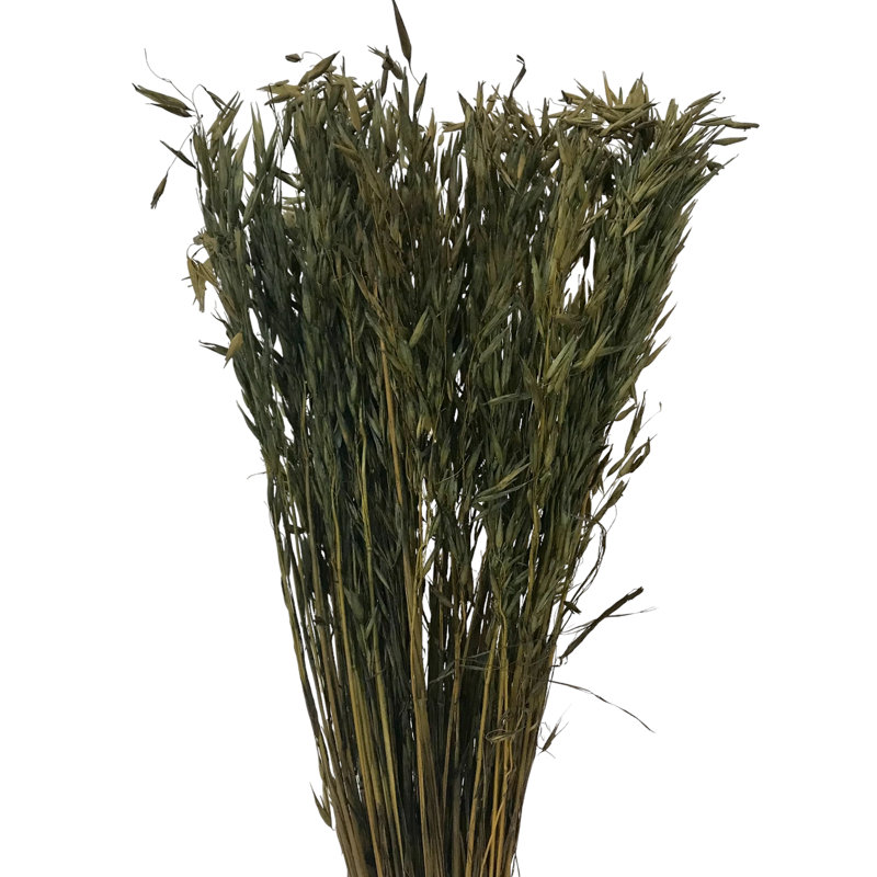 Tige d'herbe de Floride, Vert mousse