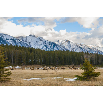 " Wild Elk " by Bgsmith