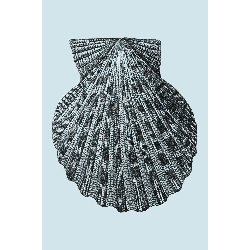 Shells On Aqua III by Vision Studio - Wrapped Canvas Print, 46cm H x 30cm W x 3.8cm D