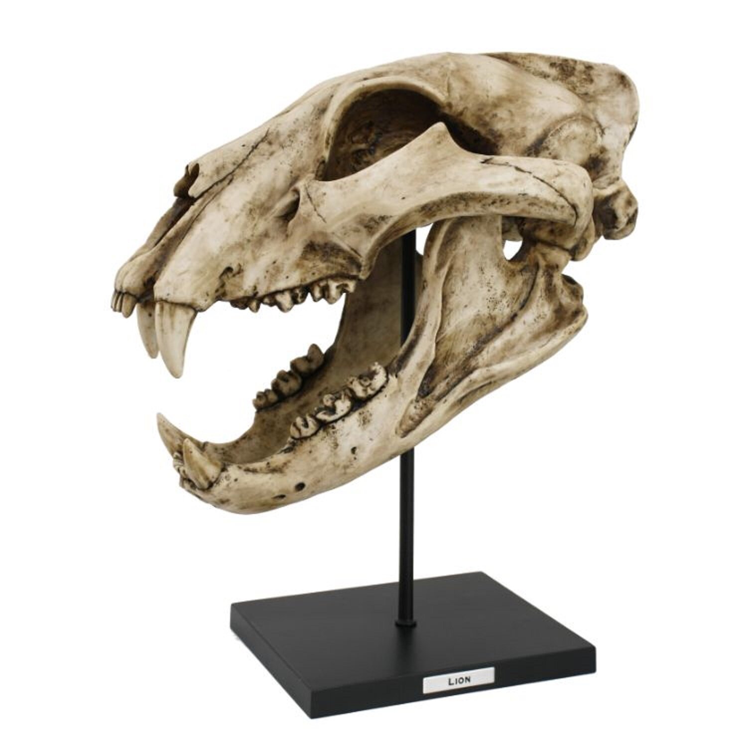 Red Barrel Studio® Tholf Lion Skull Sculpture | Wayfair