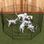 Stylos d'exercice Lucky Dog-11941706